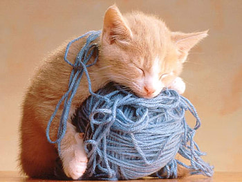 Cat, animal, kitty HD wallpaper