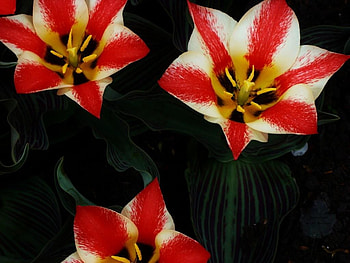 Flowers, nature, peppermint color HD wallpaper