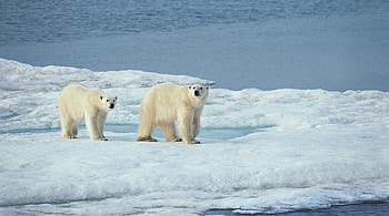Polar bear, bear, snow, polar, ursus, arctic, ice HD wallpaper
