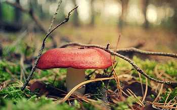 Grass, Miscellanea, Miscellaneous, Forest, Mushroom HD wallpaper
