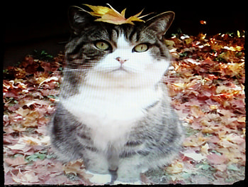 The funniest cat on the planet, cats, cute, funny, animals HD wallpaper