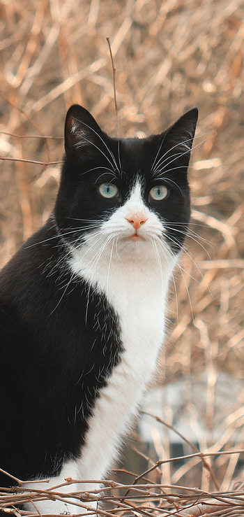 Tuxedo Cat — Winter Gaze, Animal, cat HD phone wallpaper