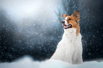 Dog, animal, paw, snow HD wallpaper