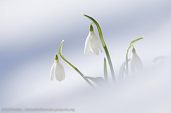 snowdrops , winter, white, snowdrops, snow, cold, nature HD wallpaper