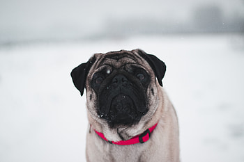 Pug In Snow , pug, dog, animals, snow HD wallpaper