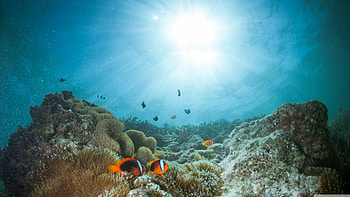 Sunshine, Great Barrier Reef HD wallpaper