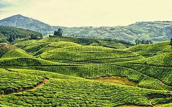 Kerala's splendor, South India's charm, Awe-inspiring visuals, Worldly beauty HD wallpaper