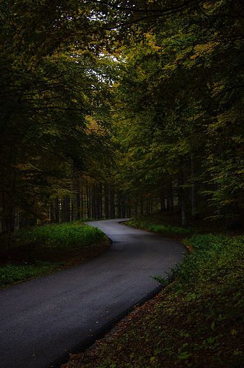 Garden, asphalt road, green tree HD phone wallpaper