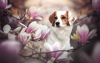 Kooikerhondje and Magnolia, dog, animal, magnolia, Kooikerhondje HD wallpaper