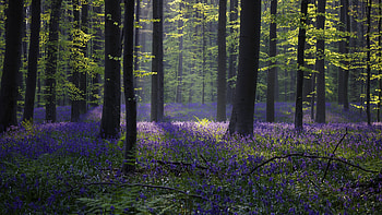 forest, Bluebell sunlight, Spring Halle Belgium HD wallpaper