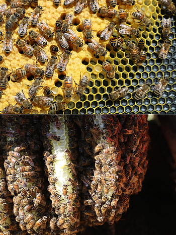 Beehive, inside the beehive, honey bee research, centre HD phone wallpaper