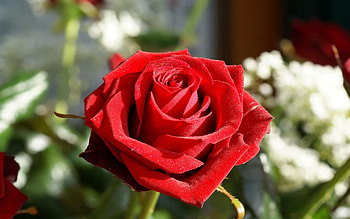 Flowers, Flower, Rose Flower, Rose, Bud, Close-Up, Velvety HD wallpaper