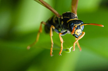 Environment-friendly wasp, Conservation efforts, Biofriendly planet, Cooler environment HD wallpaper