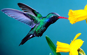 Hummingbird, Animal HD wallpaper