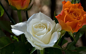 Flowers, Roses, Leaves, Petals, Close-Up HD wallpaper