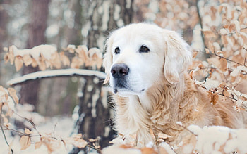 Dog, winter, labrador, snow, cold, tree HD wallpaper