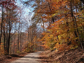 Autumn Stroll, trees, autumn, road, forest HD wallpaper