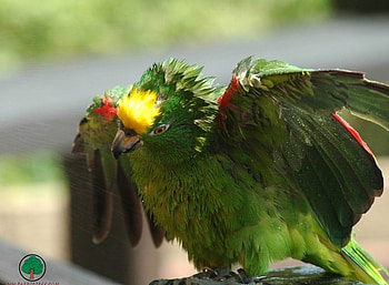 adi, birds, animals HD wallpaper