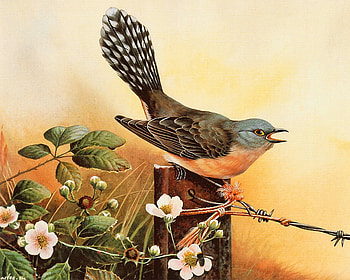Singing Bird, bird, sing, post, barbwire, fence, flowers, little HD wallpaper
