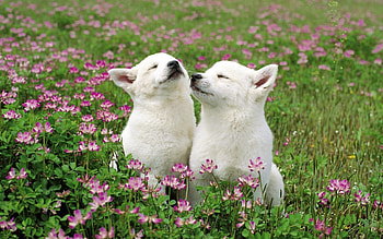 Animals, Dogs, Flowers, Grass, Couple, Pair, Field, Tenderness HD wallpaper