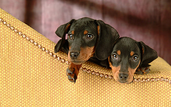 Animals, Dogs HD wallpaper