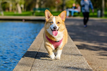 Cute corgi walking joyfully by the pond in the park on a sunny day. HD wallpaper