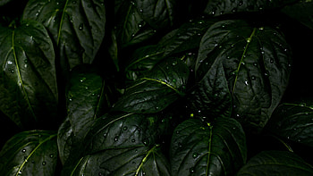 Rain drops leaves, U HD wallpaper