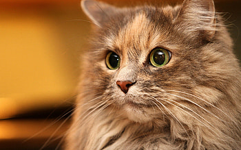 Animals, Cat, Fluffy, Muzzle, Sight, Opinion HD wallpaper