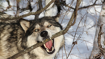 Preview wolf, branch, teeth, dog, predator HD wallpaper