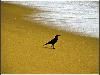 Animals, Birds, Beach, Crows HD wallpaper
