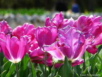 Plants, Flowers, Tulips HD wallpaper