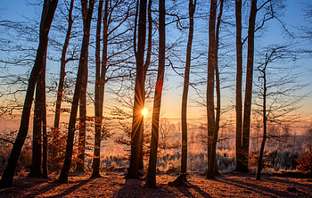 First Sunbeams Of Day Nature Forest Trees, nature, sunbeam, forest, trees HD wallpaper
