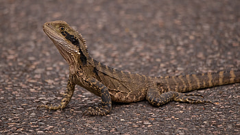 Agama Lizard Is Lying Down On Road In Blur Background Lizard HD wallpaper