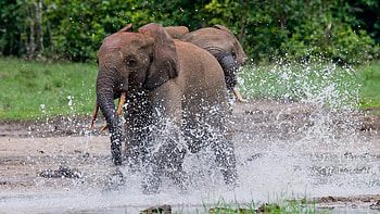 Central African Republic, Travels, Accommodation, Natural world safaris HD wallpaper