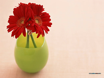Gerbera bouquet in vase, still life, bouquet, pretty, flower, red, nature, gerbera HD wallpaper