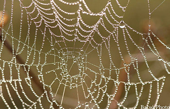 Pearls, rain, raindrops, , drops, spider, dewdrops, dawn, nature, web, dew HD wallpaper