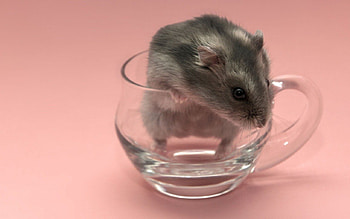 Mouse, glass, diner, cup HD wallpaper