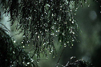 Wet Leaves Raindrops Nature, drops, rain, nature, leaves HD wallpaper