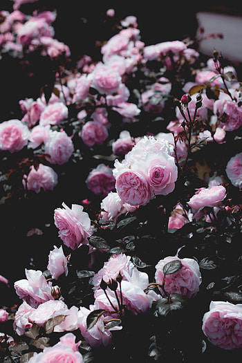 Flowers, Roses, Pink, Bush, Plant HD phone wallpaper