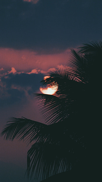 Nature, Sunset, Sky, Sun, Clouds, Palm, Branch HD phone wallpaper