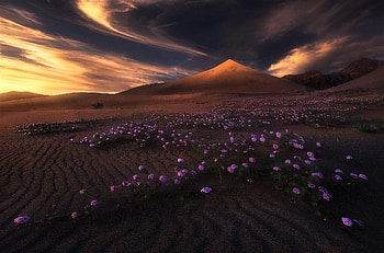 desert sunset, desert, sand, flowers, sunset HD wallpaper
