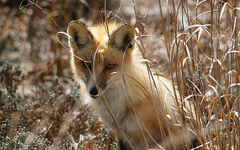 Animals, Grass, Fox, Sit, Hide HD wallpaper