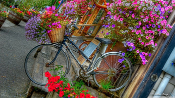 ride on, purple, bike, pink, flowers HD wallpaper