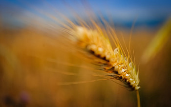 Grass, Background, Macro, Greased, Smeared, Ear HD wallpaper
