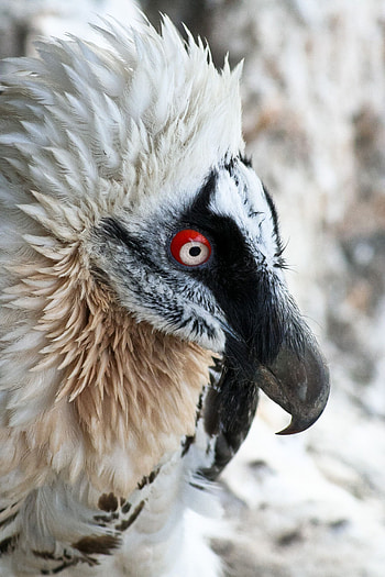 Bearded Vulture, Birds of prey, Animals beautiful, Birds HD phone wallpaper
