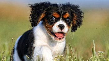 Cavalier King Charles Spaniel Running, dog, puppy, cavalier king charles spaniel HD wallpaper