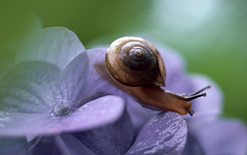 Leaves, Plant, Macro, Snail, Climb HD wallpaper