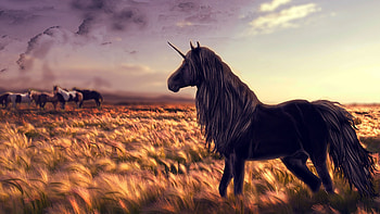 Cool unicorn PC , Horses and unicorns, Stylish design, Vibrant ry HD wallpaper