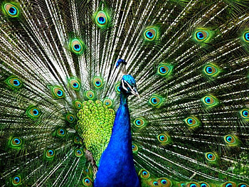Peacock, colors, tail, fan HD wallpaper