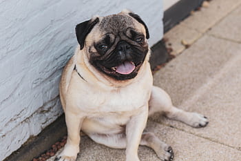 Charming pug sitting against a wall outdoors with a playful expression. HD wallpaper